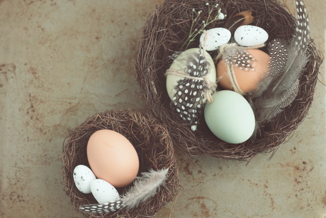 proveedores de huevos