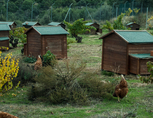 comprar huevos ecologicos