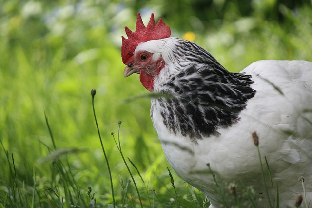 venta de huevos de gallina