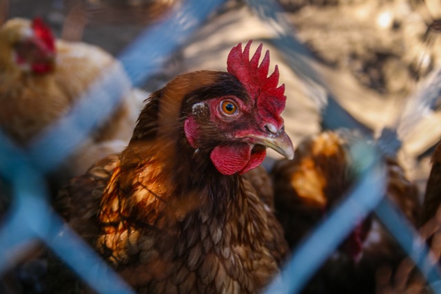 granjas de gallinas ecológicas