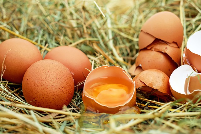 granjas ecológicas de gallinas