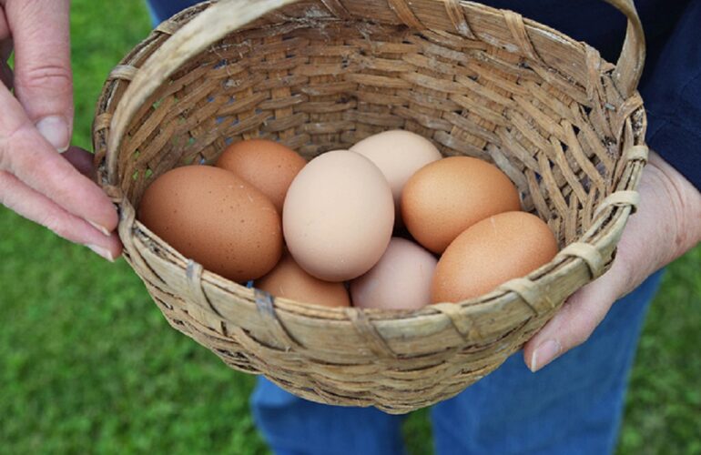 Beneficios de los huevos camperos