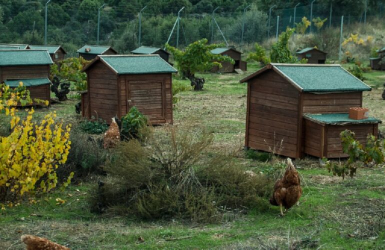 estrés para las gallinas