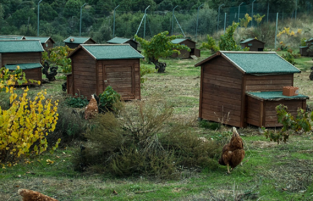 estrés para las gallinas