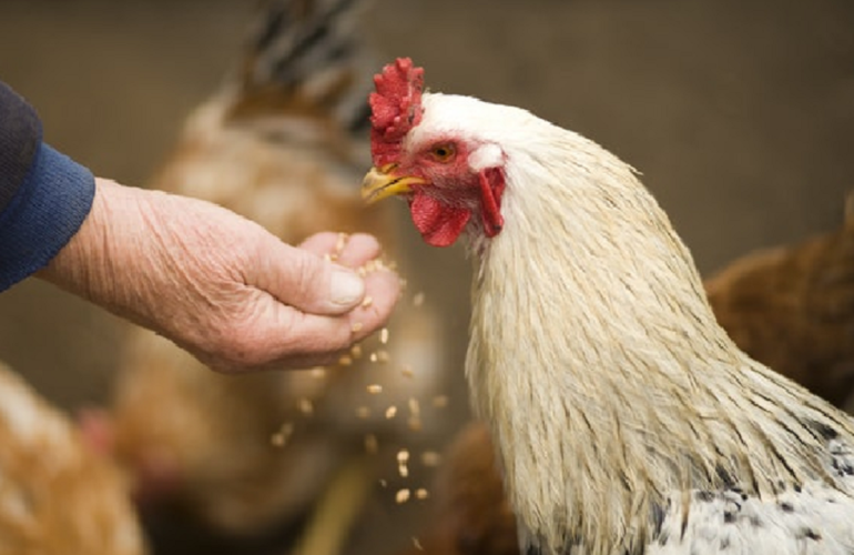 Cuántos huevos pone una gallina al día