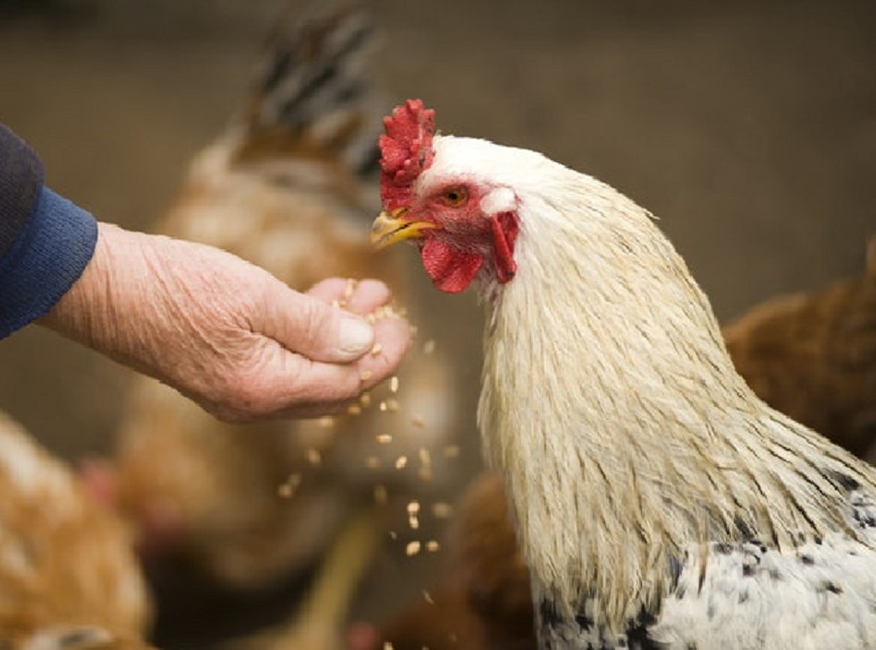 Cuántos huevos pone una gallina al día