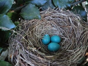 Venta de Huevos Azules de Gallina Araucana