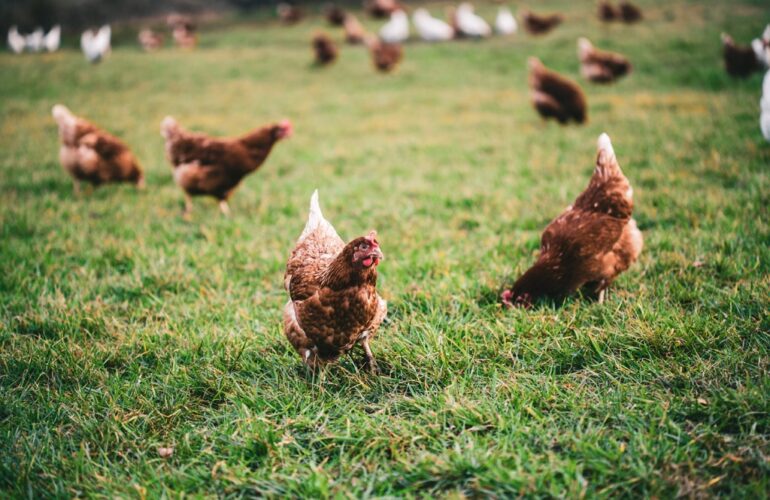 estrés en las gallinas