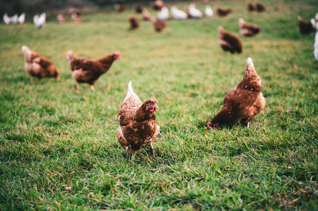 estrés en las gallinas