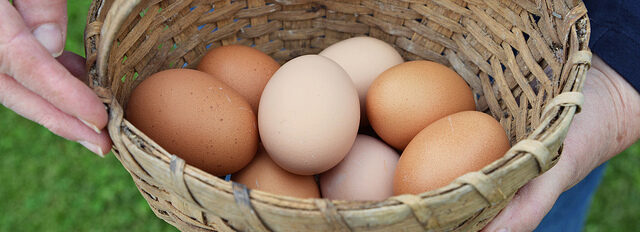 Granja avícola de huevos camperos