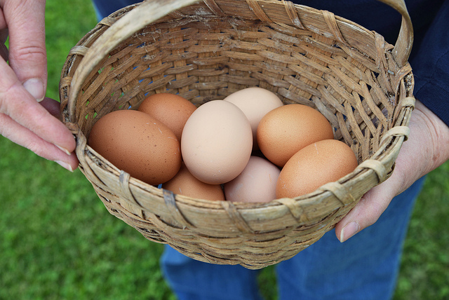 código en los huevos camperos