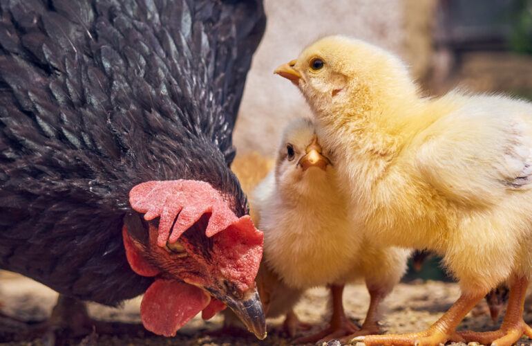 curiosidades sobre los pollos