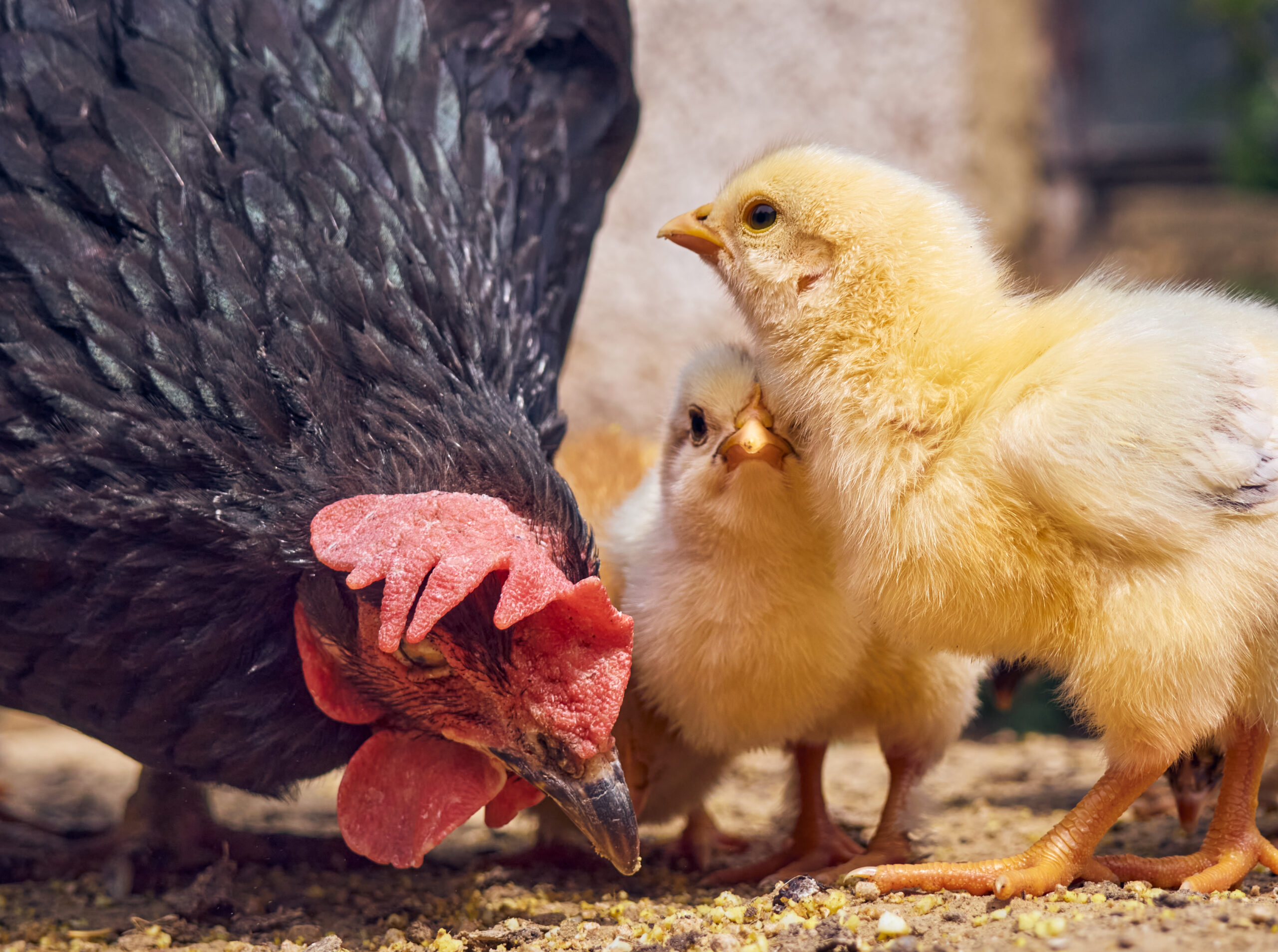 curiosidades sobre los pollos