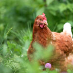 gallinas felices
