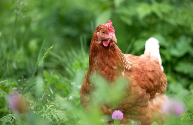 gallinas felices