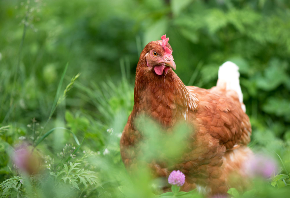 gallinas felices