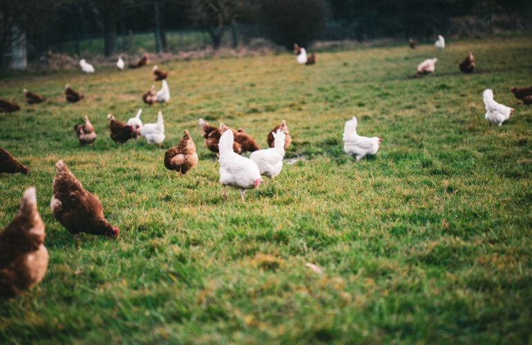 gallinas control de plagas