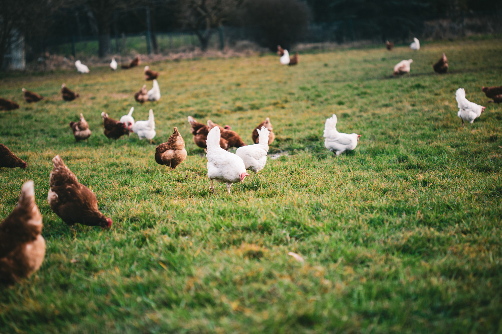 gallinas control de plagas