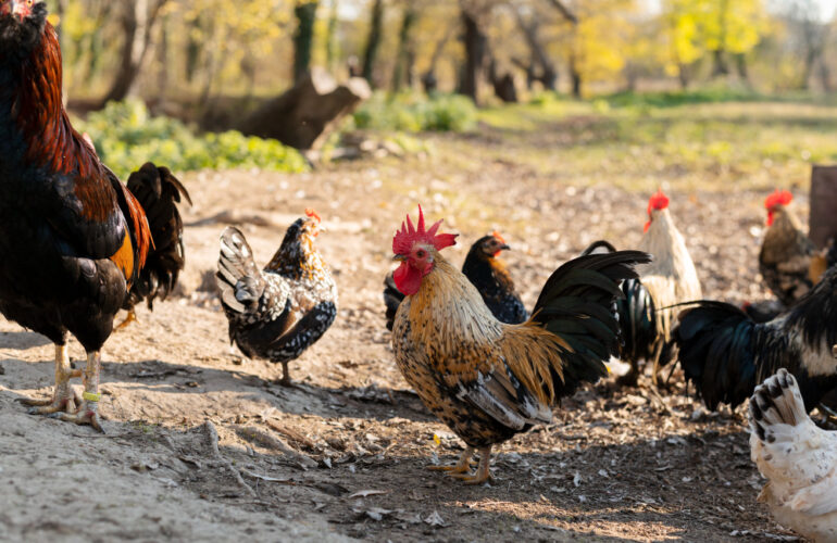 psicología gallinas