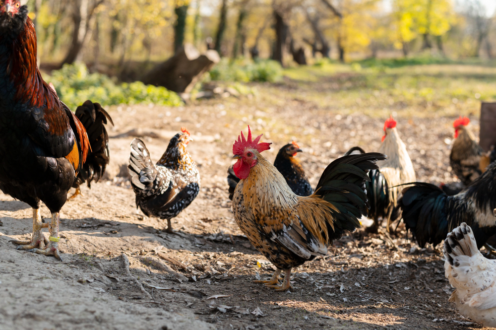 psicología gallinas