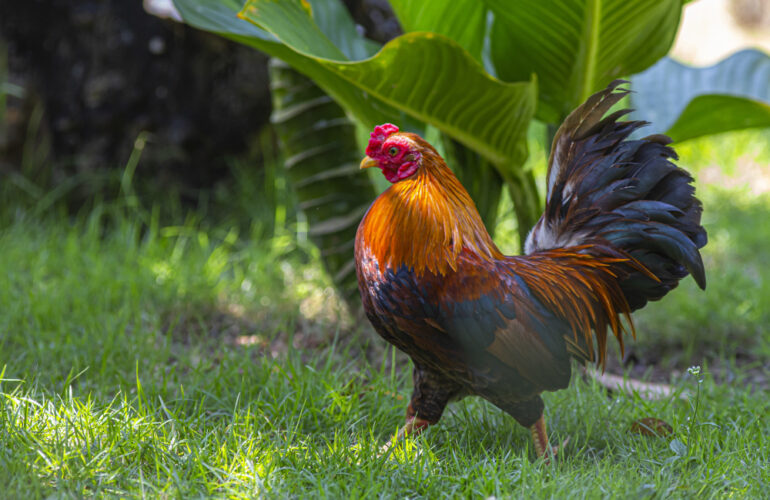 evolución de las gallinas