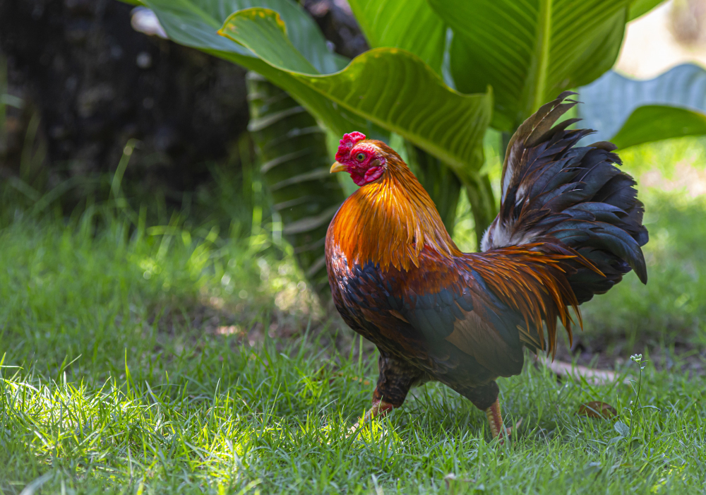 evolución de las gallinas