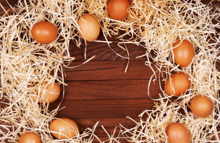 ciencia huevos