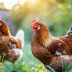 agricultura sostenible