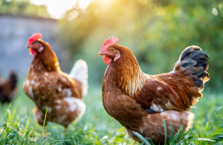 agricultura sostenible
